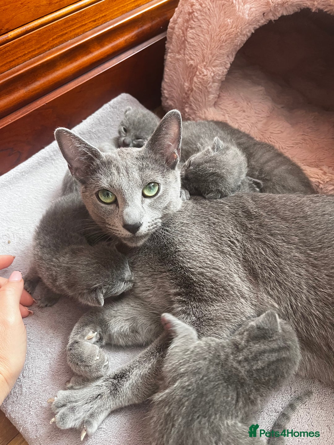 Russian Blue cats for sale: Russian blue kittens GCCF registered  - Image 5