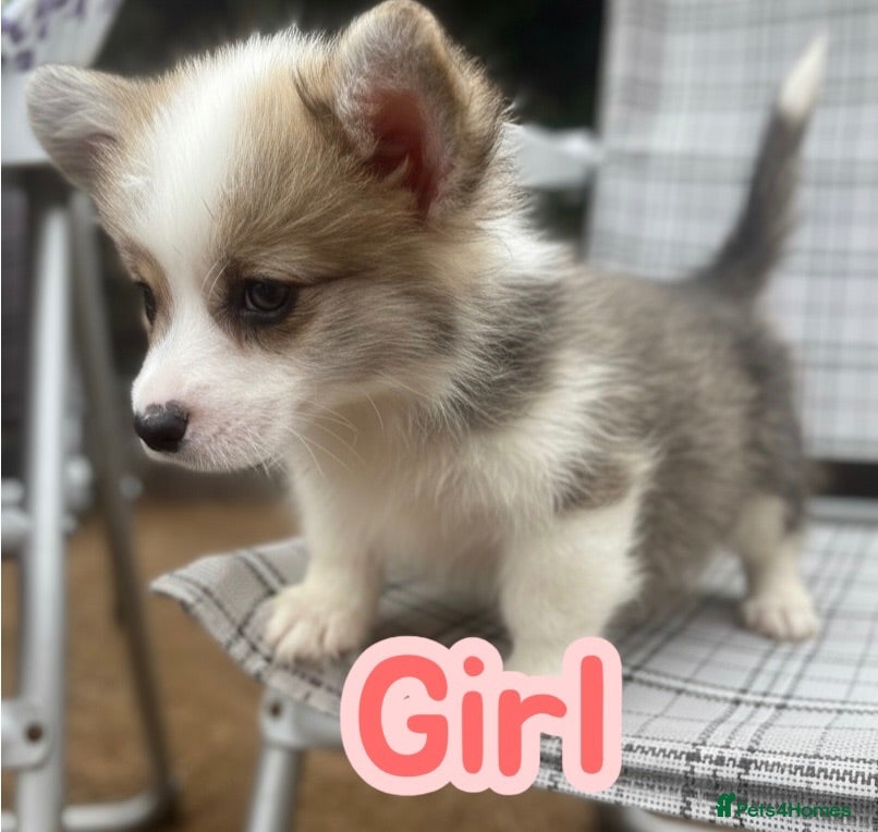 Welsh Corgi Pembroke dogs Show quality Pembrokeshire corgi READY NOW!!! - Advert 9