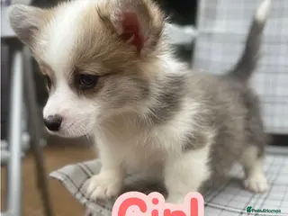 Welsh Corgi Pembroke dogs Show quality Pembrokeshire corgi READY NOW!!! - Advert 9