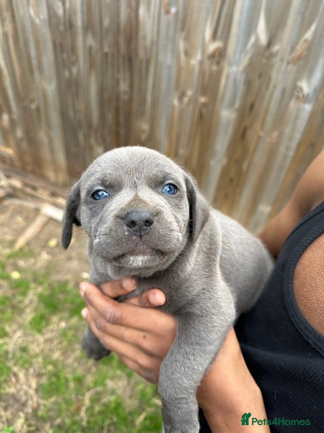 Staffordshire Bull Terrier dogs for sale: Playful Blue Staffordshire Bull Terriers For Sale - Image 3