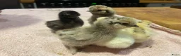 Mixed Breed birds for sale: Silkie &French Copper Maran chicks & hatching eggs - Advert 7