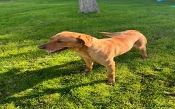 Labrador Retriever dogs for stud: Fox Red Labrador Stud  in Okehampton - Image 4