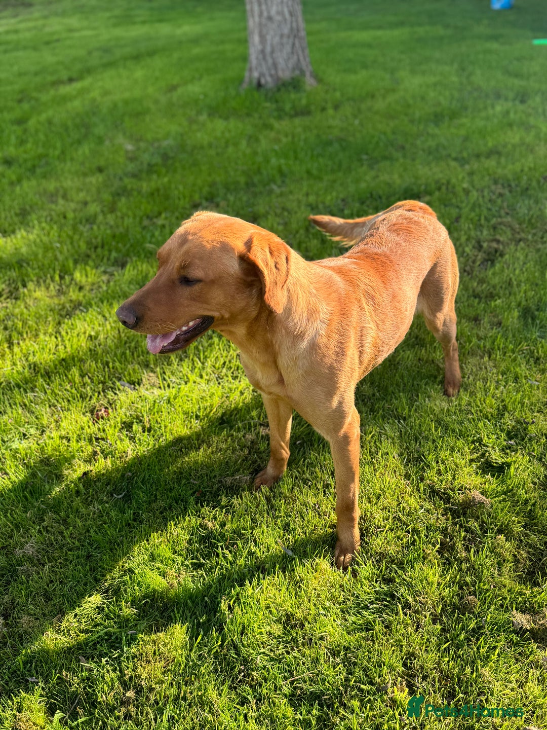 Labrador Retriever dogs for stud: Fox Red Labrador Stud  in Okehampton - Image 4