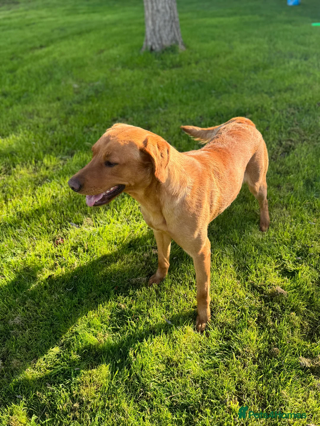 Labrador Retriever dogs for stud: Fox Red Labrador Stud  in Okehampton - Advert 4