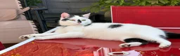 Mixed Breed cats for sale: Two Cats - Advert 4