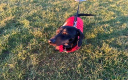 Miniature Dachshund dogs for sale: Beautiful Miniature Dachshund  - Image 6