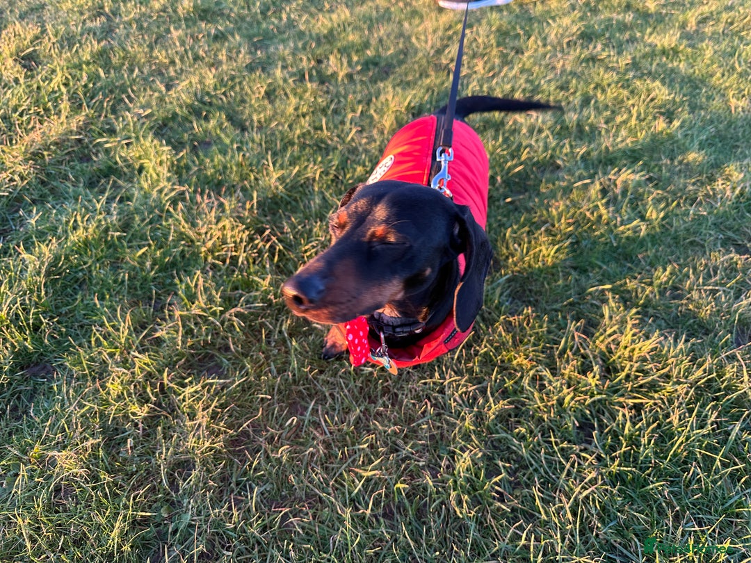 Miniature Dachshund dogs for sale: Beautiful Miniature Dachshund  - Image 6