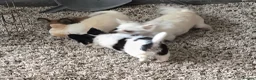 Chihuahua dogs for sale: KC Reg Chihuahua Pups, Champion lines. - Advert 37