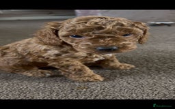 Cockapoo dogs for sale: 4 f2 cockapoos 2 males 1 female  - Image 8