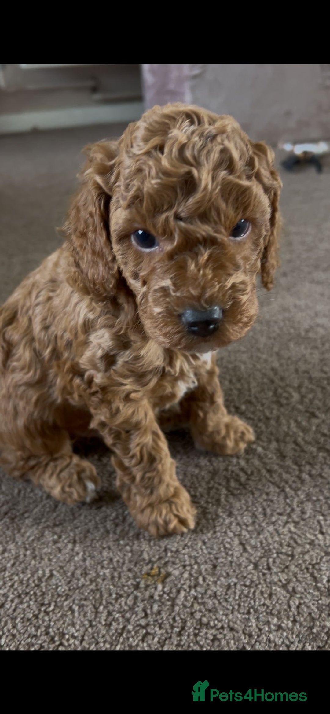 Cockapoo dogs for sale: 4 f2 cockapoos 2 males 1 female  - Image 8