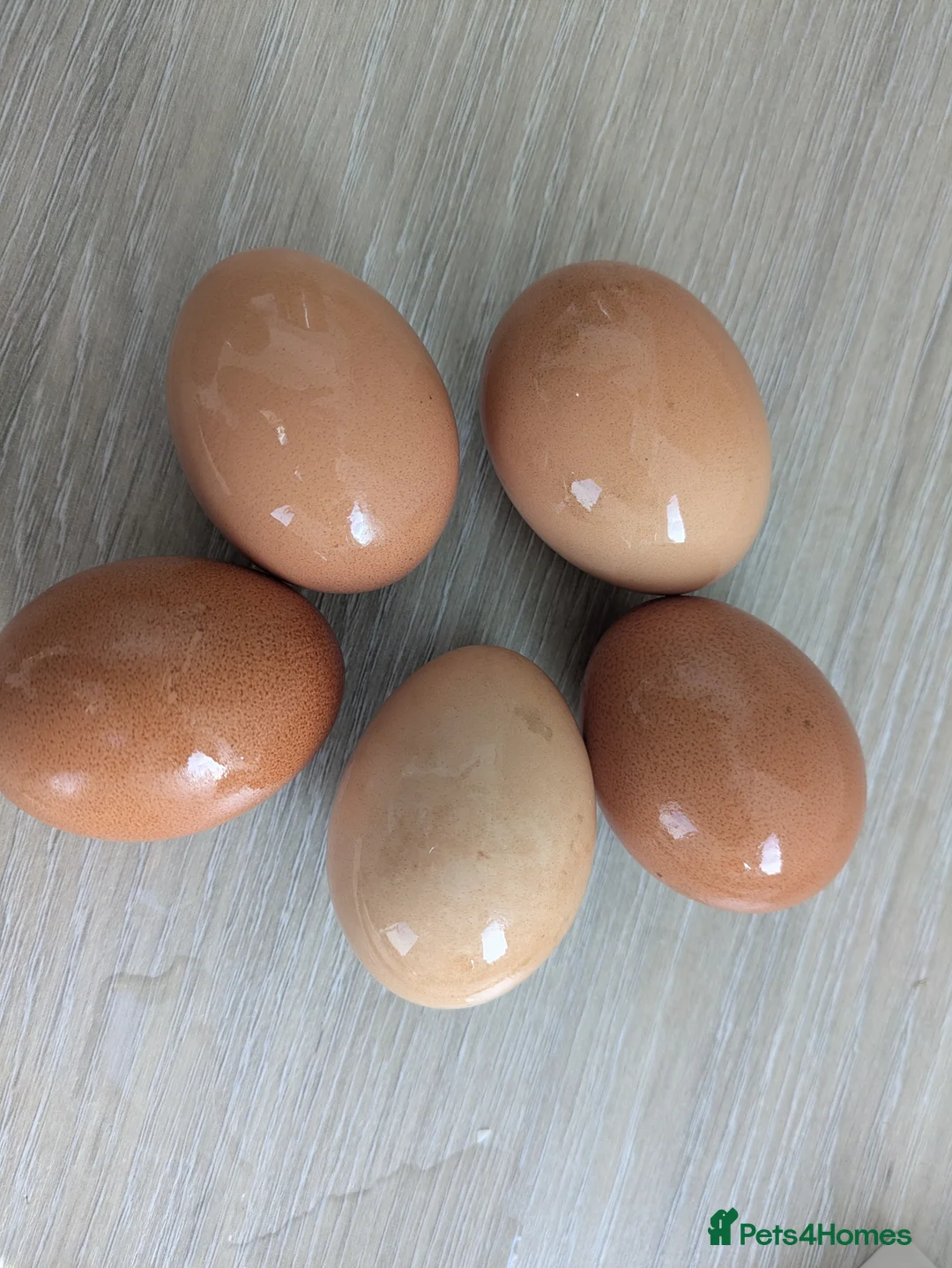 Chickens poultry for sale: 3 Hens+Nestera Lodge+Omlet Auto Door+Walk-In Run in Newbridge - Advert 5