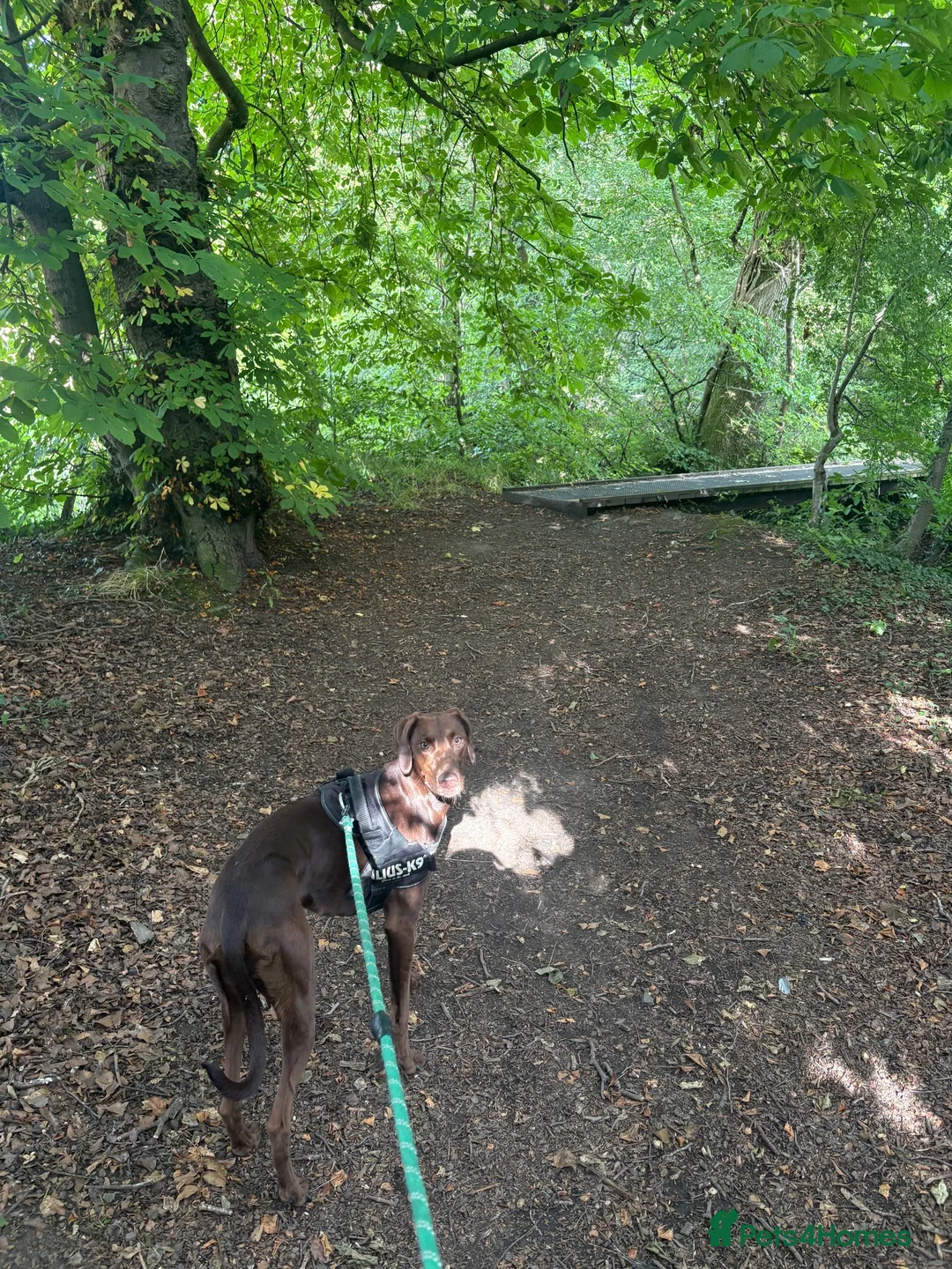 Mixed Breed dogs for sale: Luna lurcher/shorthair German pointer in Alloa - Advert 2