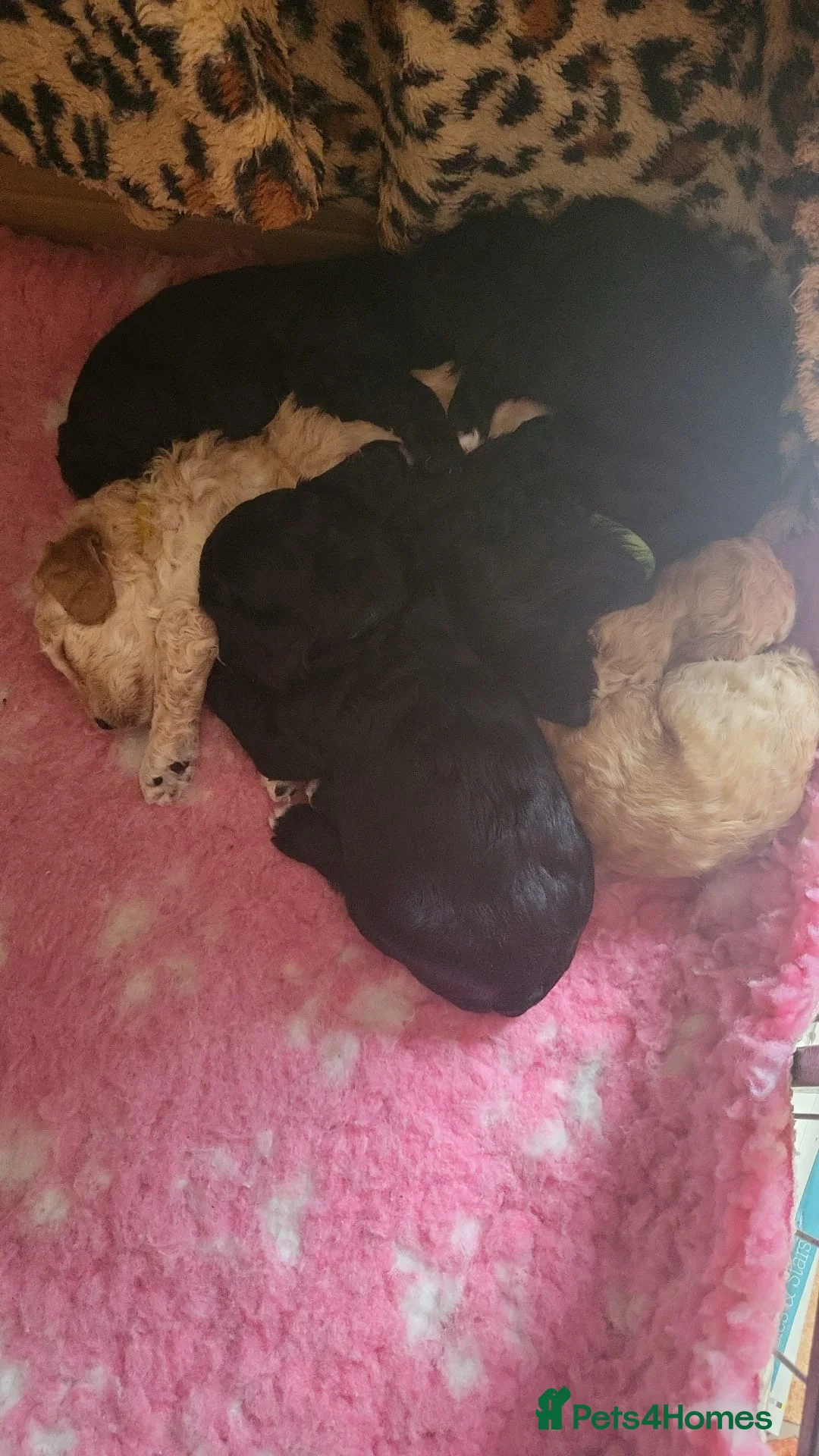 Cavapoo dogs for stud:  PROVEN F1 Cavapoo for stud in Birmingham - Advert 10