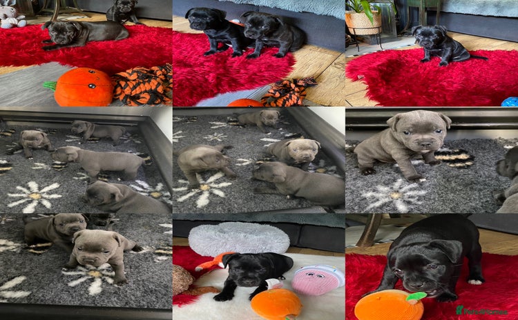 Staffordshire Bull Terrier dogs in Swansea - Advert 2