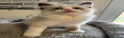 Ragdoll cats for sale: Stunning Ragdoll kittens - Advert 21