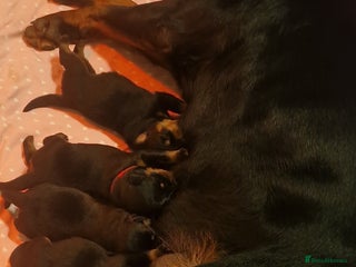 Rottweiler dogs STUNNING KC REGISTERED ROTTWEILER PUPPY - Advert 3