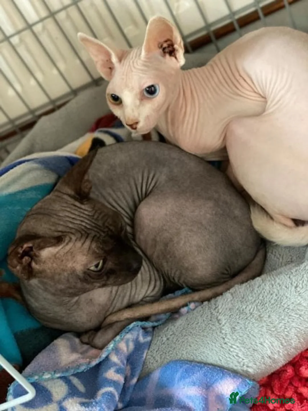 Sphynx cats for stud: Tica Registered Canadian Sphynx in Hull - Advert 9