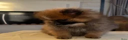 Pomeranian dogs for sale: Pomeranian in Widnes - Advert 10