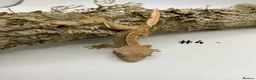 Gecko reptiles for sale: Adult and Juvenile Crested Geckos - Advert 16