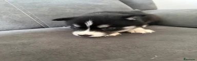Siberian Husky 3