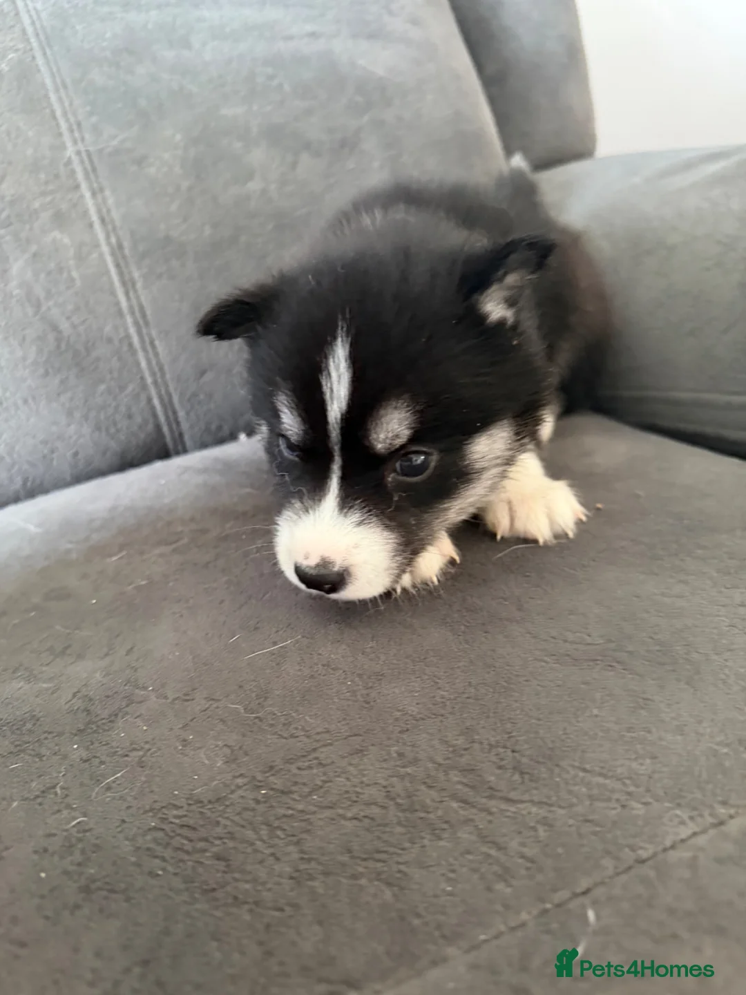 Siberian Husky dogs for sale: Siberian husky puppies - Advert 36