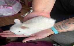 Lionhead rabbits for sale: 4 baby Lionhead rabbits - Advert 17