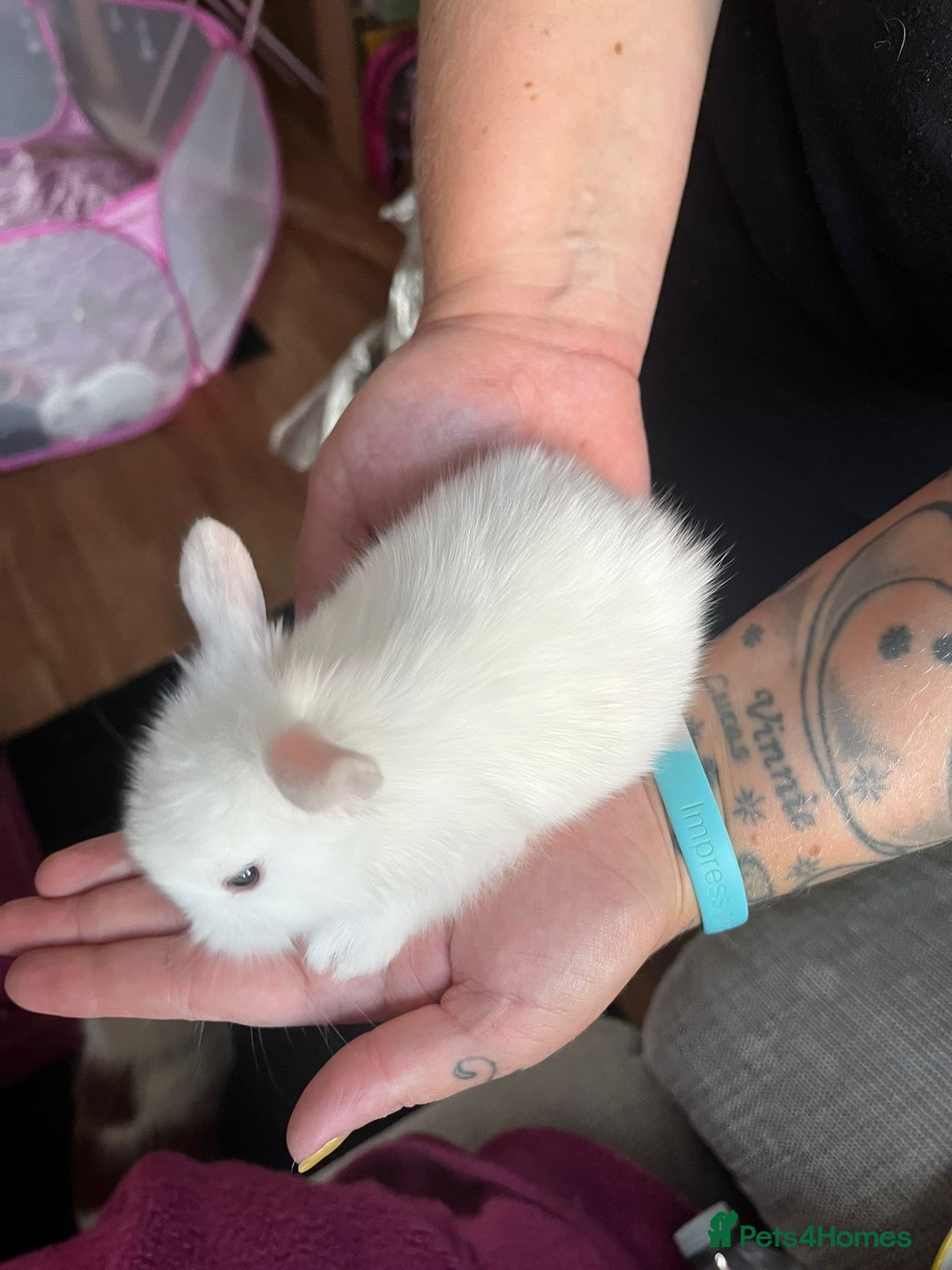 Lionhead rabbits for sale: 4 baby Lionhead rabbits - Advert 17