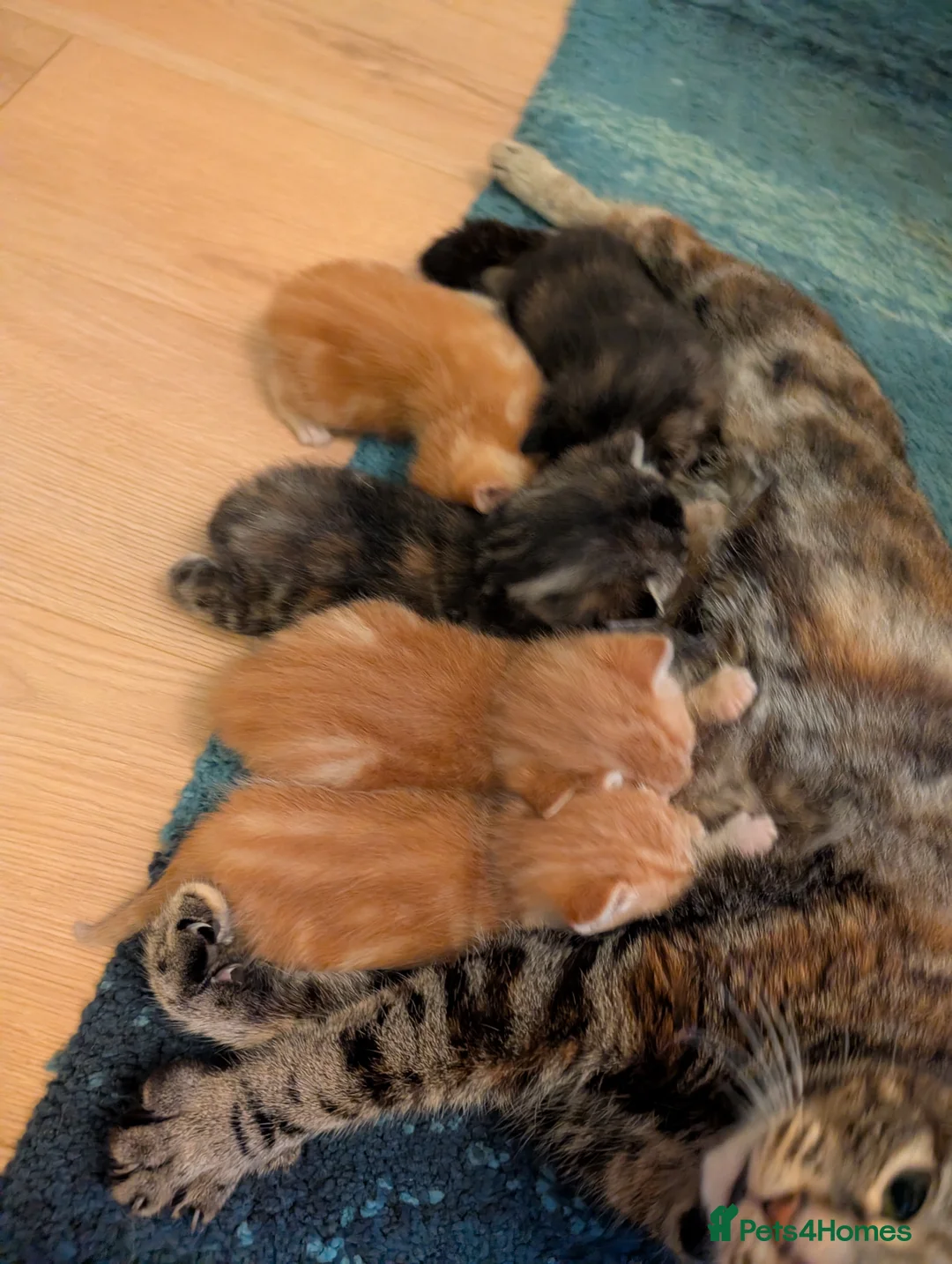 Mixed Breed cats for sale: Beautiful happy healthy kittens available  in Sittingbourne - Advert 1