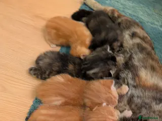 Mixed Breed cats Beautiful happy healthy kittens available - Advert 4