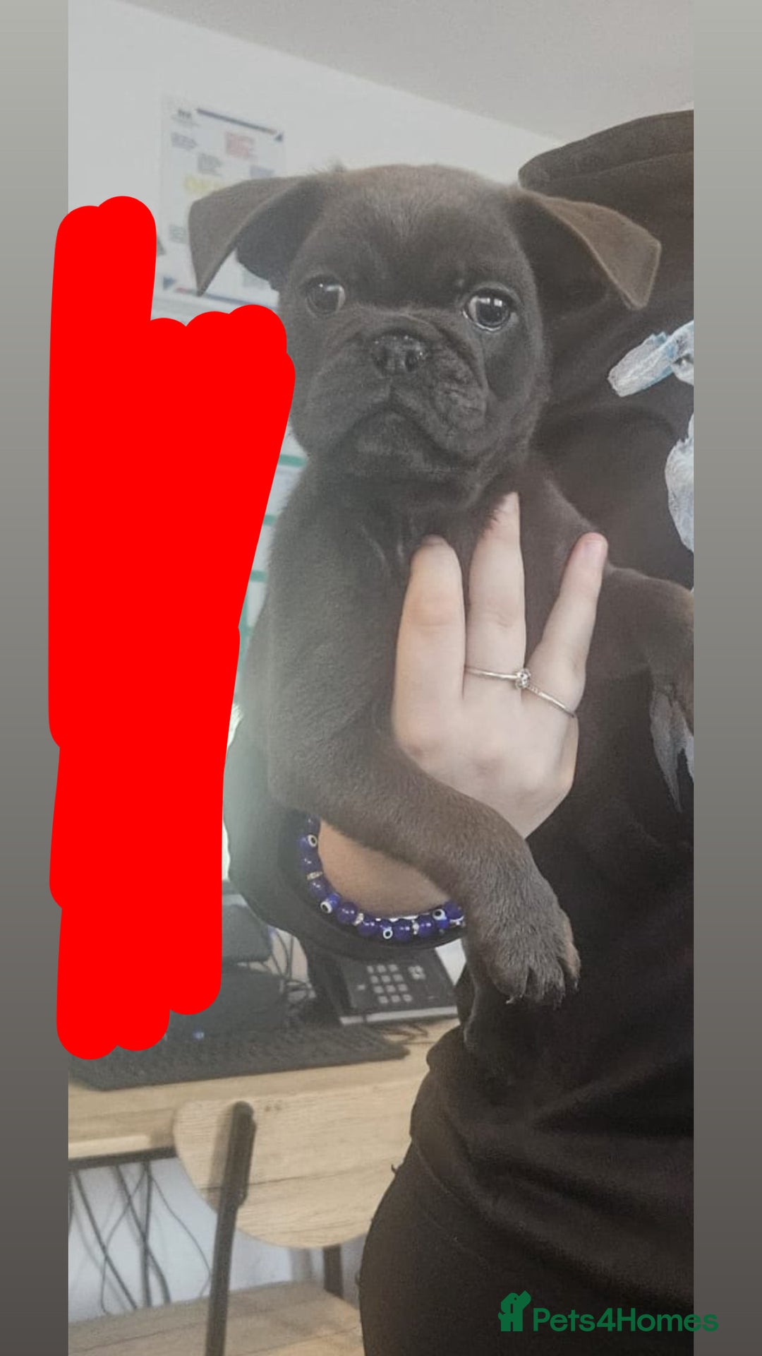 Mixed Breed dogs for sale: 10 week old pug/English bulldog  - Image 7