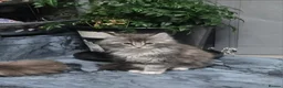 Maine Coon cats for sale: Maine coon kittens for sale  in Oldbury - Advert 11