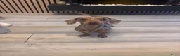 Miniature Dachshund dogs for stud: 🔥Dapple🔥Miniature Dachshund🔥KC reg🔥Proven Stud - Advert 6