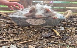 Guinea Pig rodents for sale: Lunkarya boar - Image 6