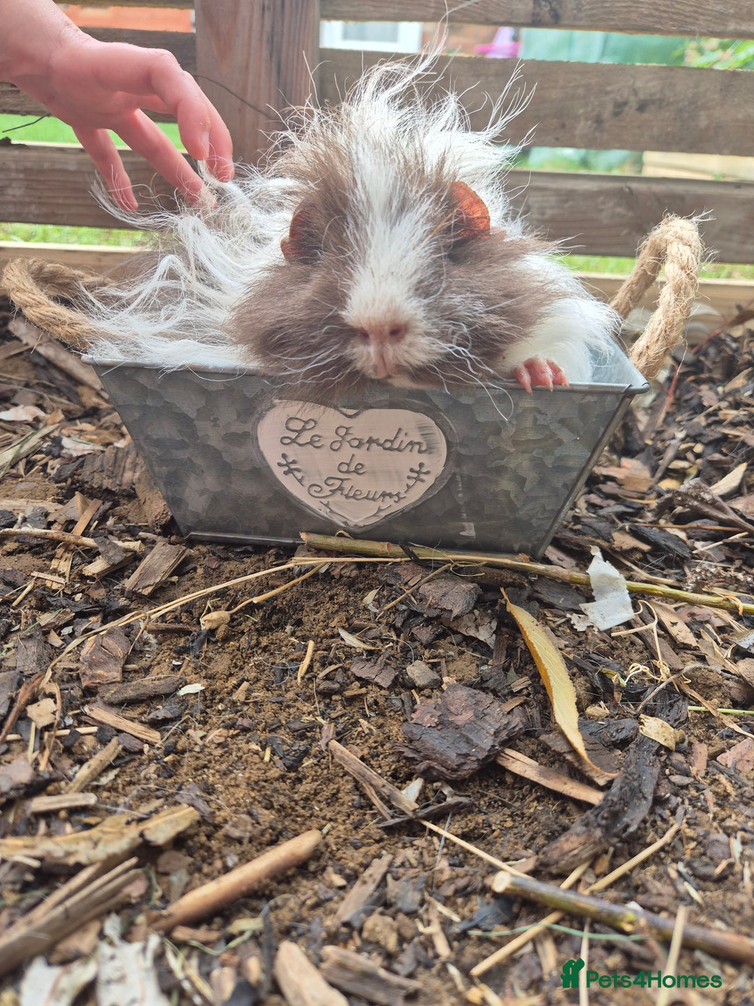 Guinea Pig rodents for sale: Lunkarya boar - Image 6