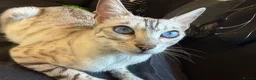 Bengal cats for sale: None active tica bengal  - Advert 1