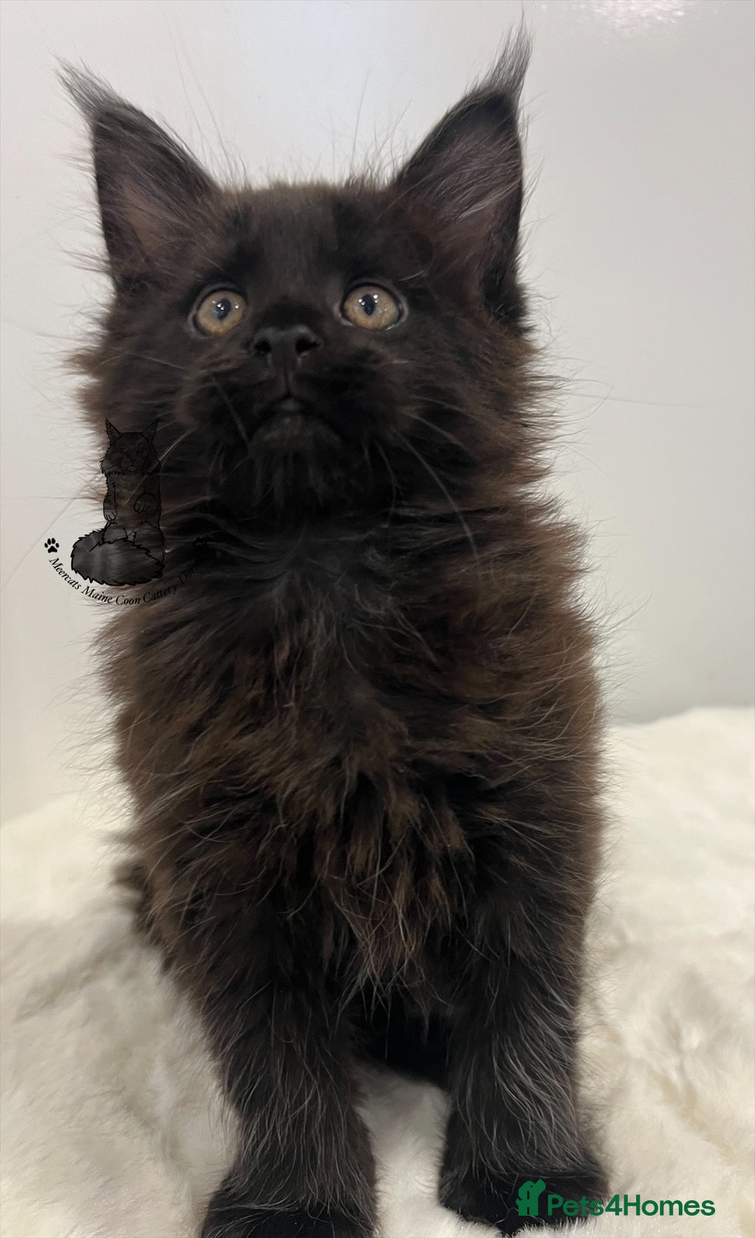 Maine Coon cats for sale: TICA stunning male black kitten Maine Coon XXL - Advert 4