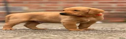 Labrador Retriever dogs for sale: Exceptional Labrador puppies  - Advert 19