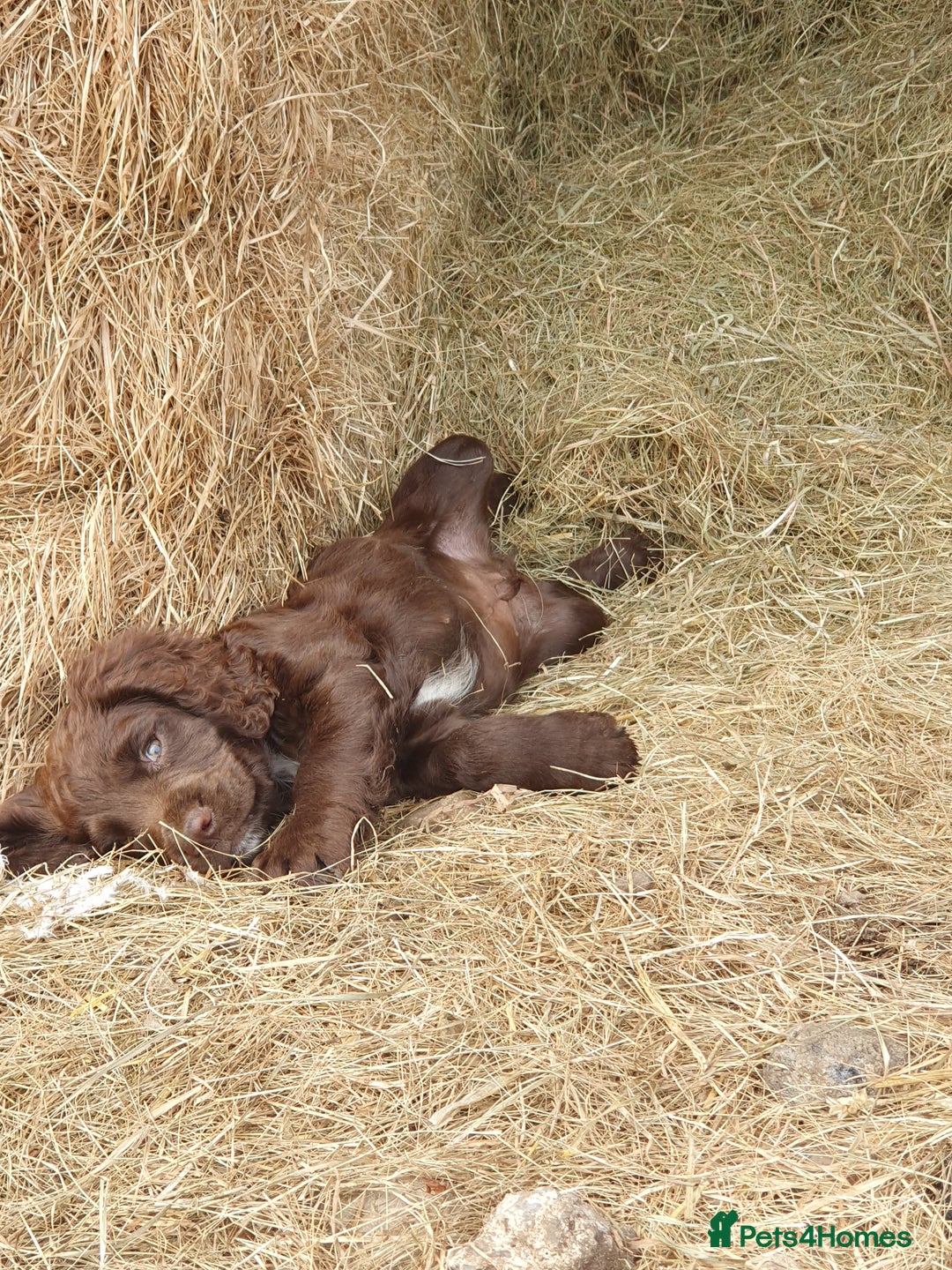 Cocker Spaniel dogs for sale: Chocolate cocker spaniels - Image 1