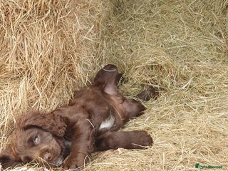 Cocker Spaniel dogs - Advert 3