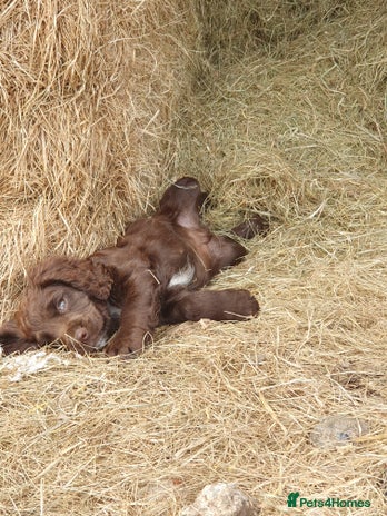 Cocker Spaniel dogs - Advert 6