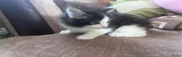 Mixed Breed cats for sale: Two kittens avaliable  - Advert 6