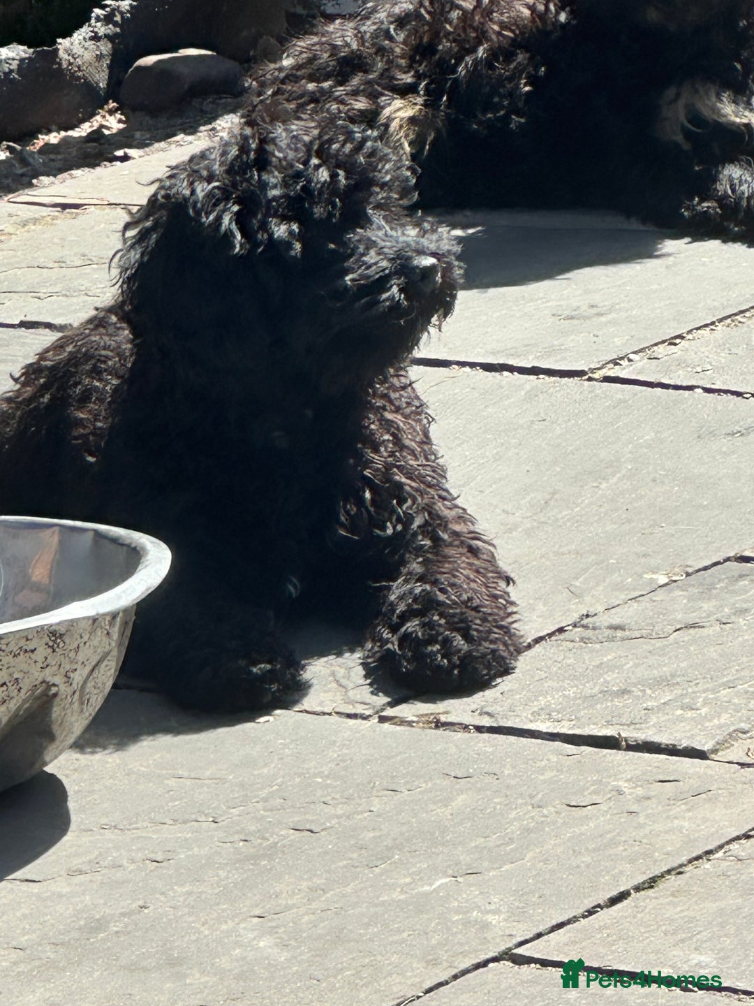 Cockapoo dogs for sale: Beautiful puppies ready now  in Swansea - Image 11