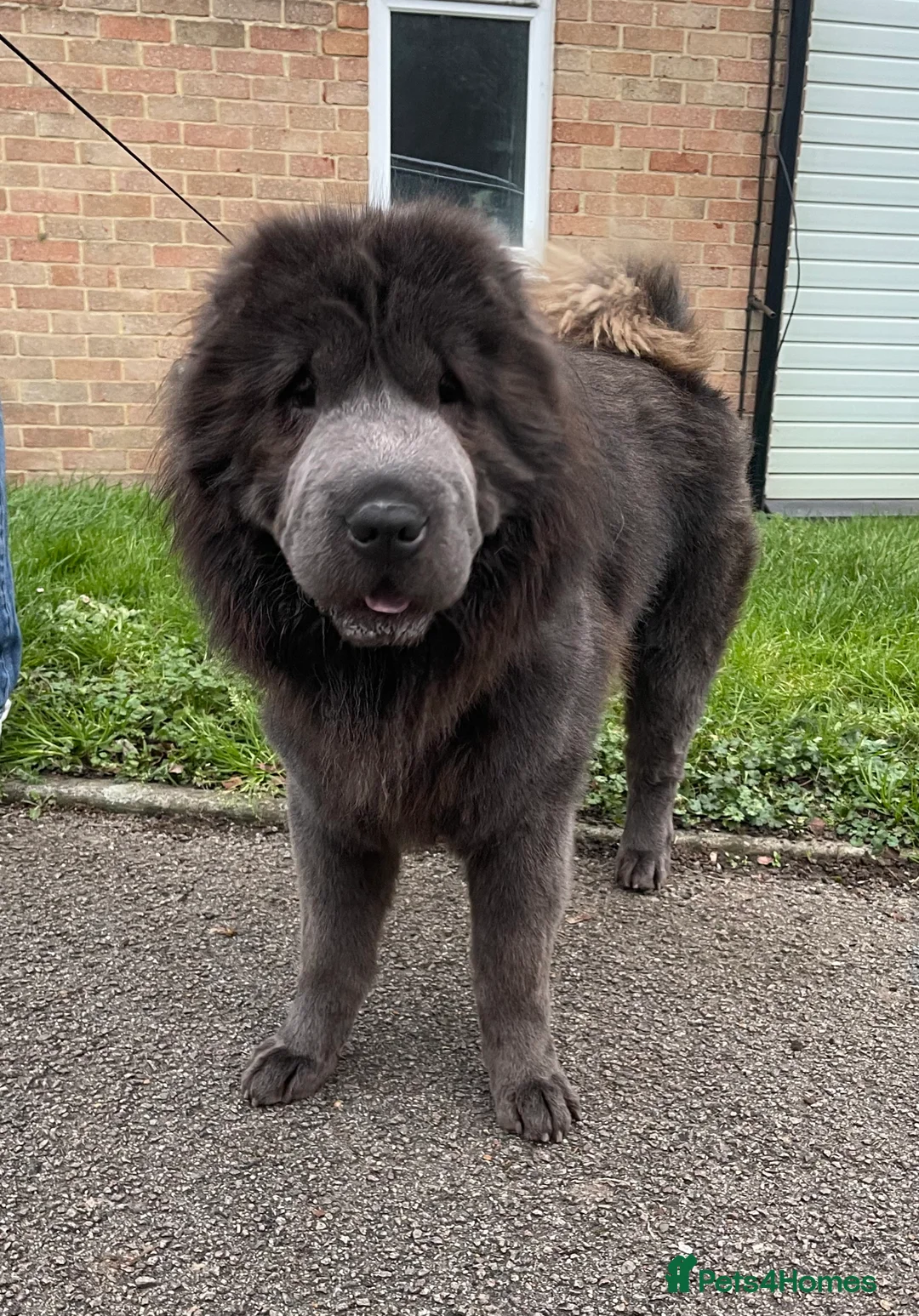 Shar Pei dogs for stud: BEST 🏆 Blue bear & chocolate & tan bear 🐻 in Hornchurch - Advert 24