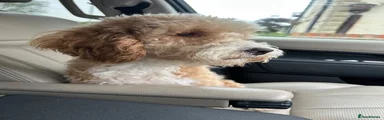 Australian Labradoodle 1