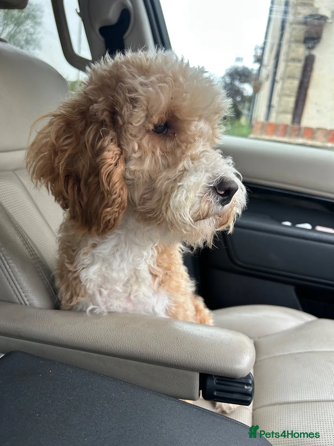 Australian Labradoodle dogs for sale: Cavapoo cross Australian Teddy - Advert 2