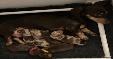 Miniature Dachshund dogs 🎄Miniature Dachshund Pups, KC Reg, PRA Clear🎄  - Advert 8