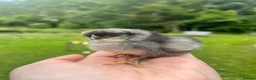 Chickens poultry for sale: Various chicks available  - Advert 3
