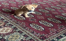 Mixed Breed dogs for sale: Lakeland/patterdale cross Jackchi puppies  - Image 11