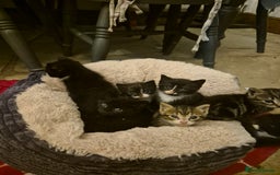 Mixed Breed cats for sale: Beautiful Kittens looking for forever homes  - Image 13