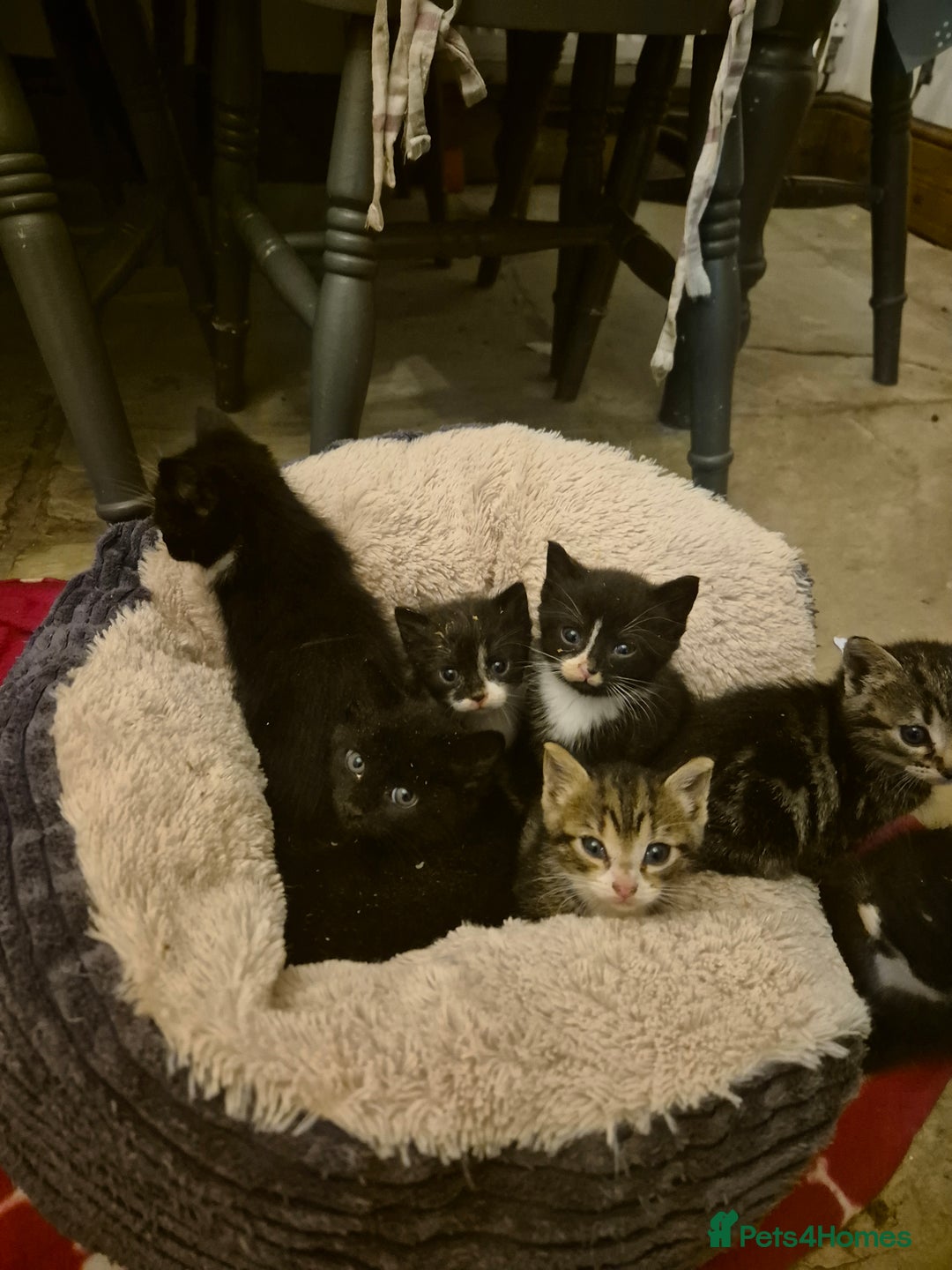Mixed Breed cats for sale: Beautiful Kittens looking for forever homes  - Image 13